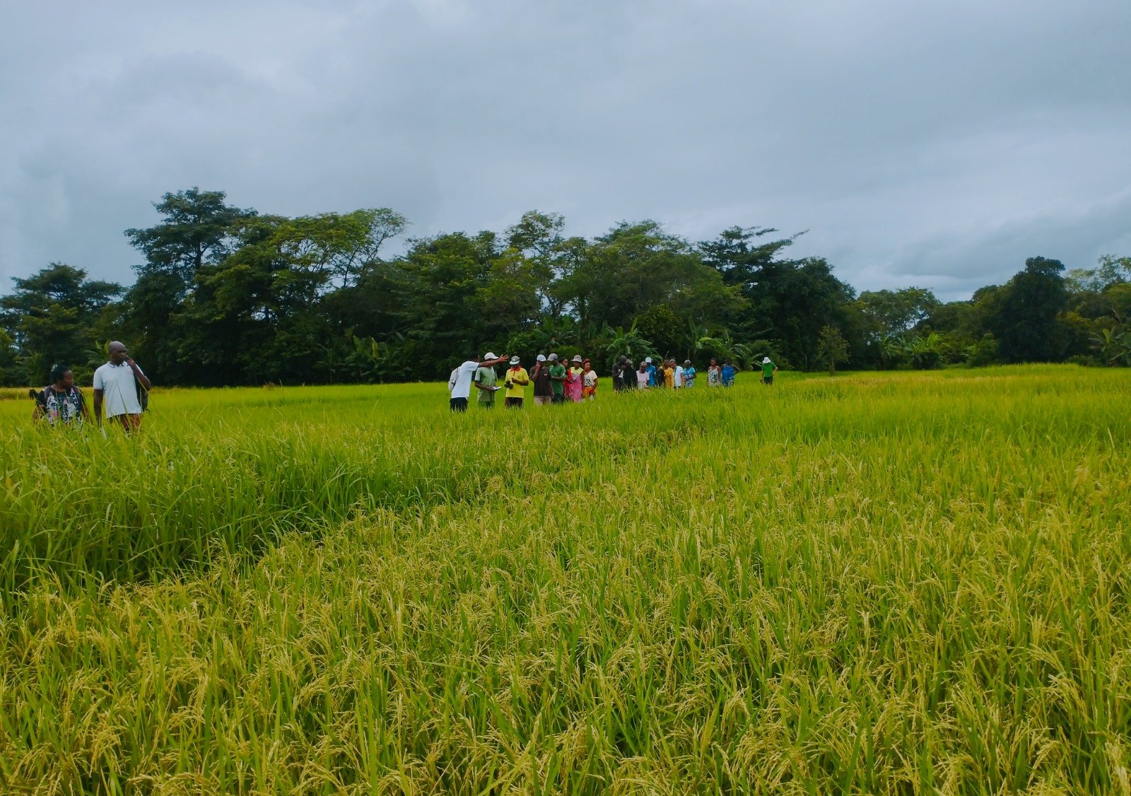 Malagasy farmers